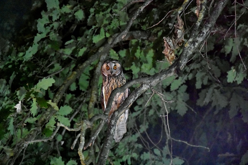 ID Strigidae: Gufo comune (Asio otus)